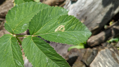Angelica lucida