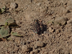 Cicindela oregona oregona