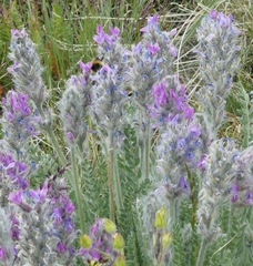 Oxytropis splendens