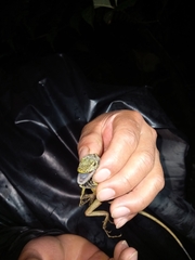 Anolis dracula