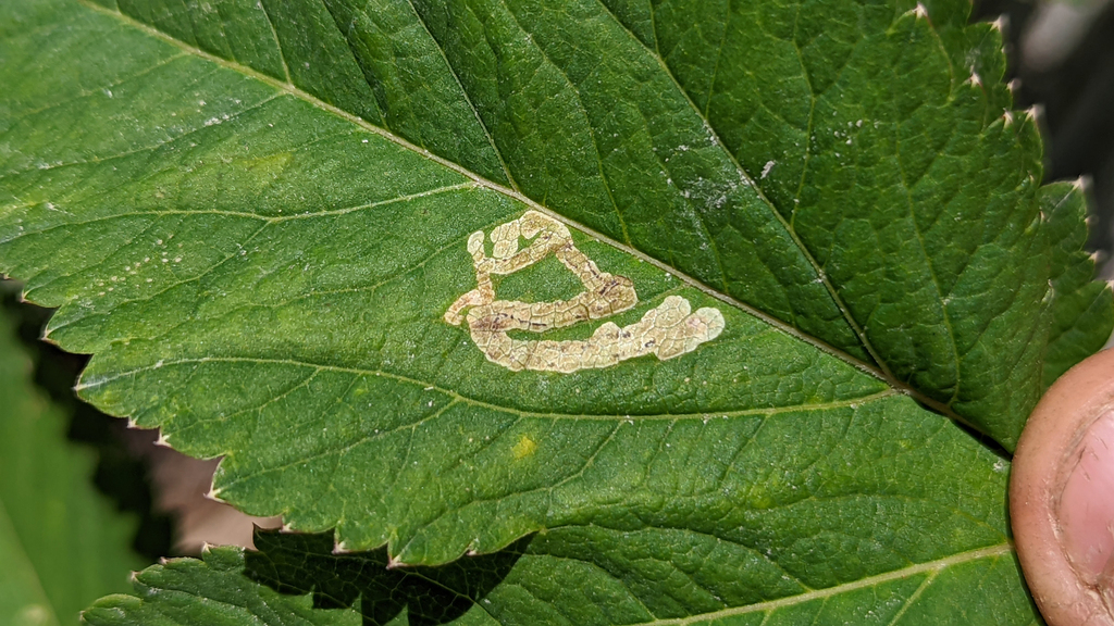 Phytomyza archangelicae