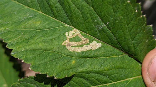 Phytomyza archangelicae