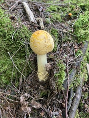 Amanita muscaria guessowii