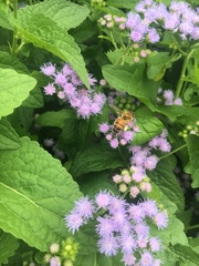 Apis mellifera
