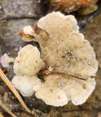 Trametes pubescens