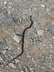 Thamnophis sirtalis pallidulus