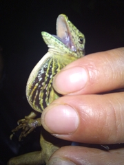 Anolis dracula