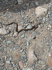 Thamnophis sirtalis pallidulus