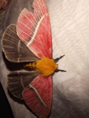 Pseudodirphia menander