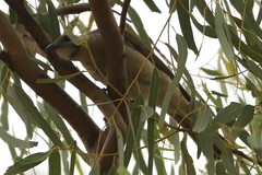 Philemon citreogularis