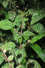 Hypoestes phyllostachya
