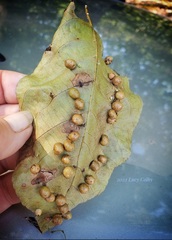 Caryomyia tuberculata