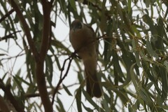 Philemon citreogularis