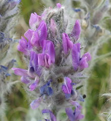 Oxytropis splendens
