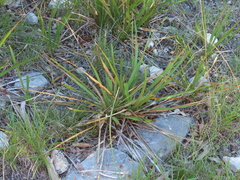 Yucca rupicola