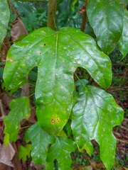 Dendropanax