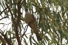 Philemon citreogularis