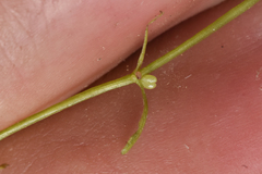 Callitriche heterophylla