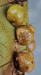 Caryomyia tuberculata