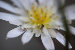 Mythicomyiidae