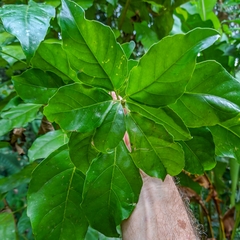 Dendropanax