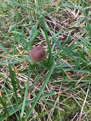 Panaeolus cinctulus
