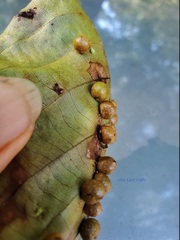 Caryomyia tuberculata