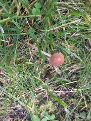 Panaeolus cinctulus