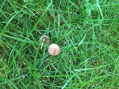 Panaeolus cinctulus