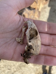 Otospermophilus beecheyi