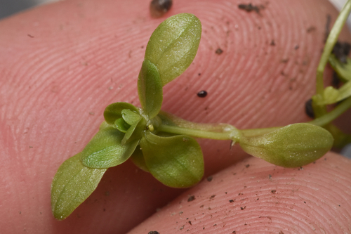 Twoheaded water-starwort (Callitriche heterophylla)