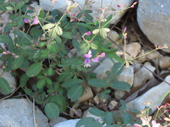 Lespedeza texana