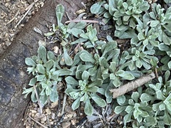 Antennaria parvifolia