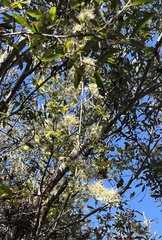Fraxinus dipetala