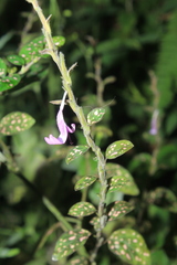 Hypoestes phyllostachya
