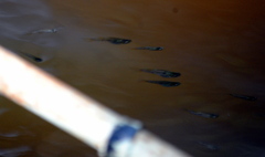 Phalloceros caudimaculatus