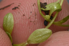 Callitriche heterophylla