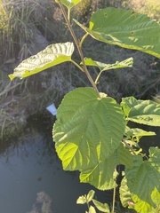 Morus rubra