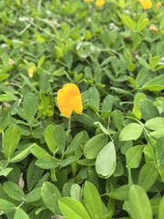 Arachis