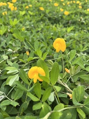 Arachis
