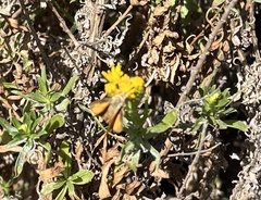 Ochlodes sylvanoides