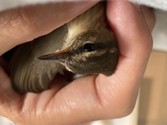 Phylloscopus fuscatus