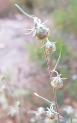 Artemisia macrocephala