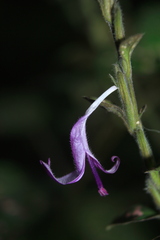 Hypoestes phyllostachya