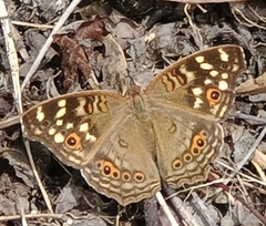 Junonia erigone