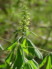 Aesculus glabra