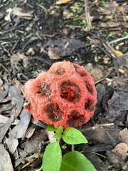 Clathrus crispus