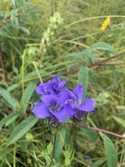 Gentianopsis crinita