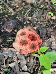 Clathrus crispus