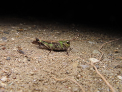 Oedaleus infernalis